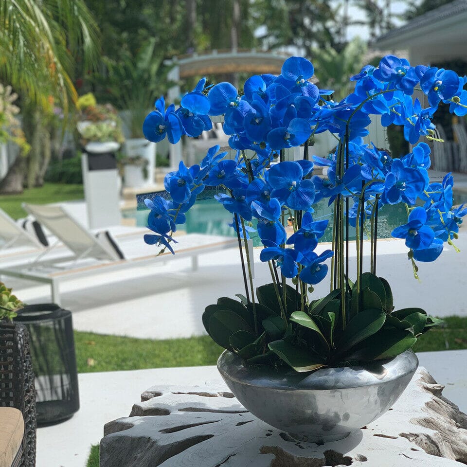 Cuenco Avenue con orquídeas Phalaenopsis azules