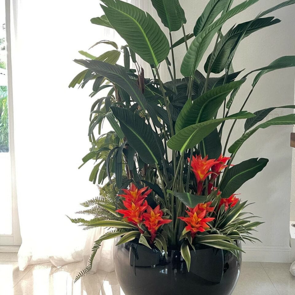 Mezcla de plantas tropicales de Terragona negra