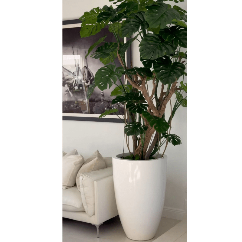 Planta Monstera en maceta blanca brillante