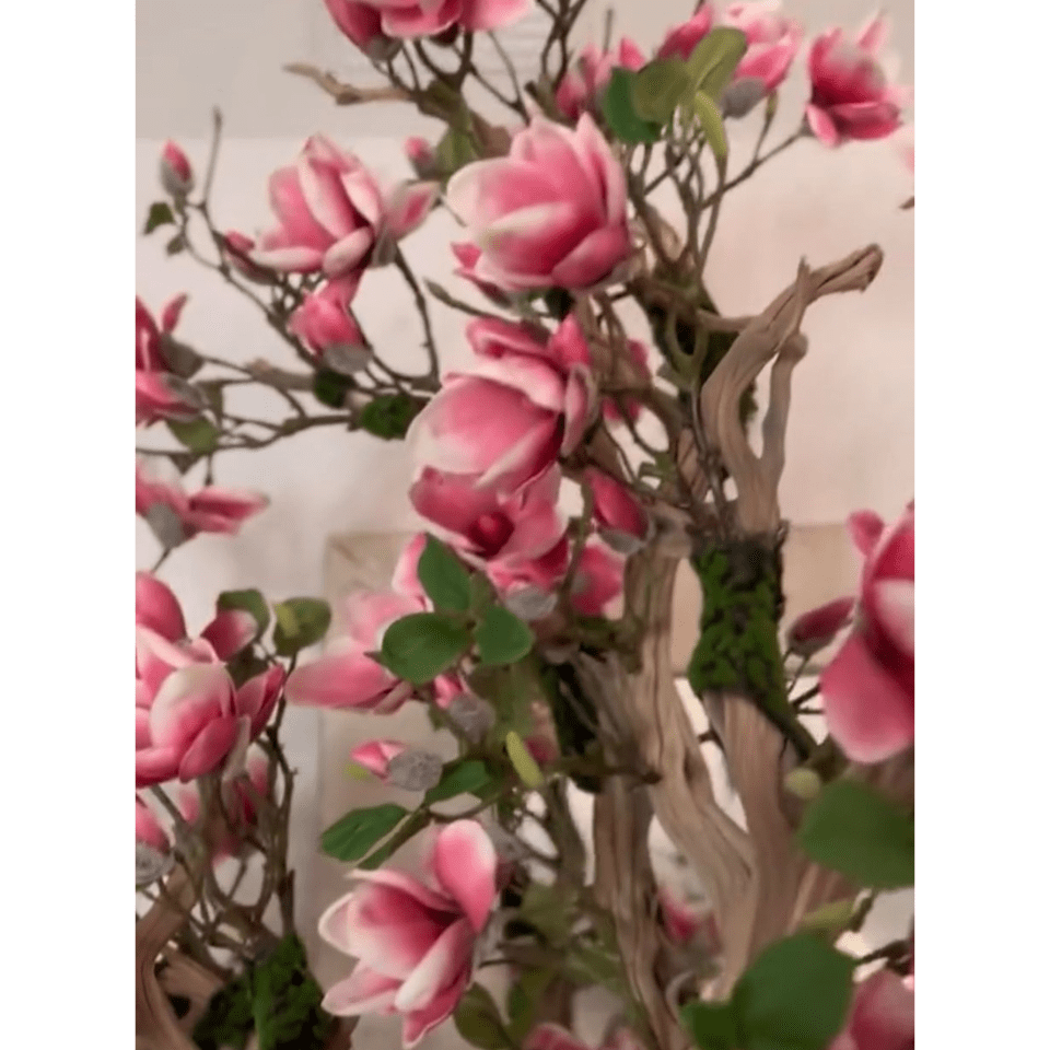 Árbol de magnolia rosa en maceta St. Tropez en blanco radiante – Nuevo lanzamiento