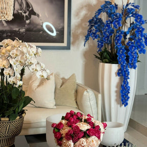 Alocasia Red Prince en maceta extra grande con acabado blanco brillante