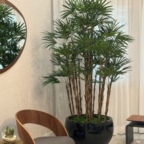 Maceta Terragona Negra con Palma Lady