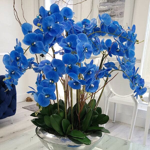 Avenida Bowl con orquídeas Phalaenopsis azules