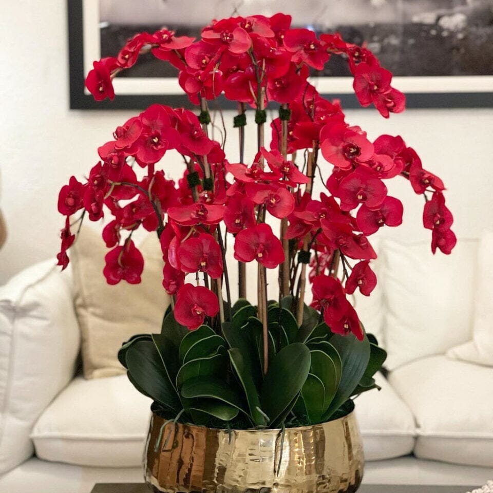 Orquídeas Phalaenopsis rojas en una maceta dorada mediana