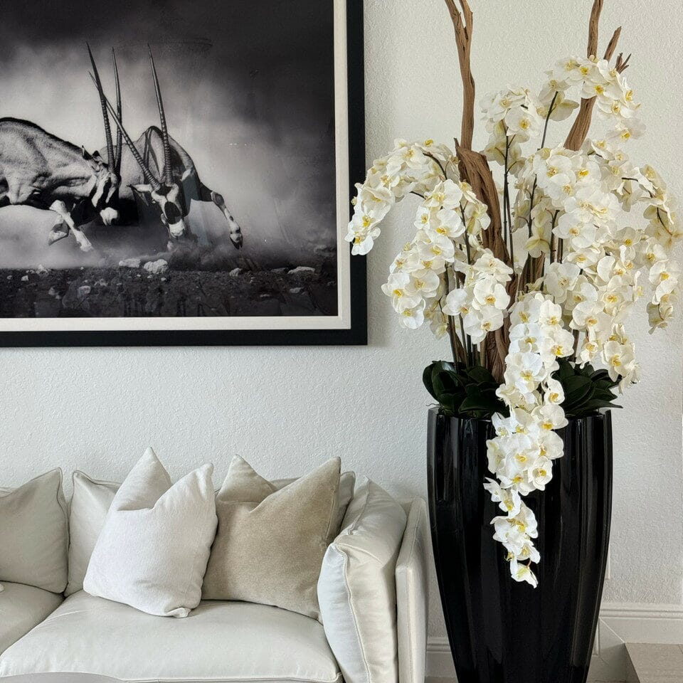 Jarrón negro brillante San José con orquídeas blancas en cascada