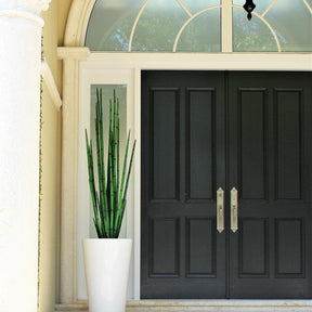 Hierba serpiente (160 cm) con maceta Belle M